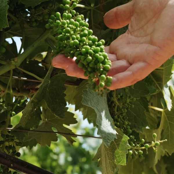 Qualità del vino Tre Santi