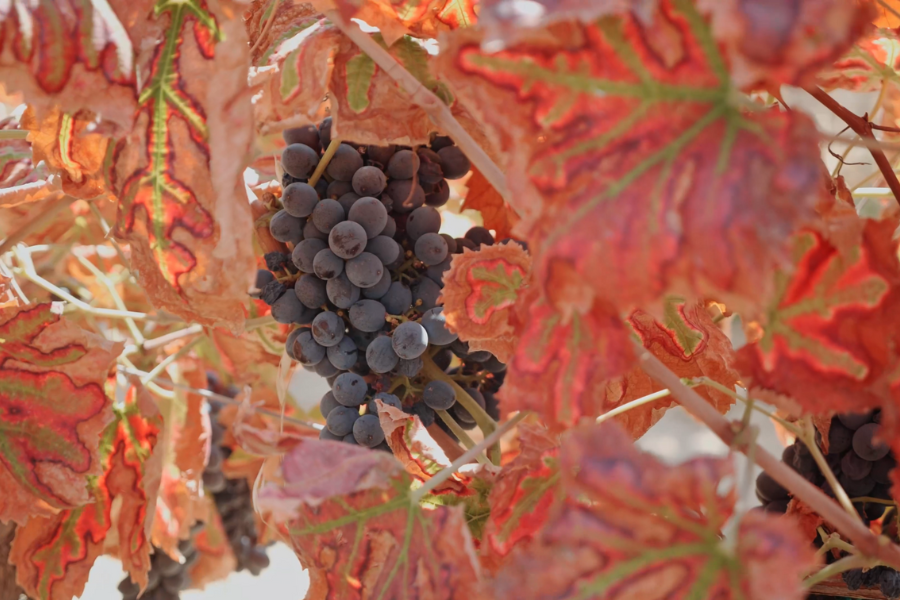 Uva del vigneto di Cantina Tre Santi